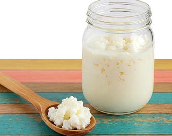 Organic Milk Kefir Grains – Live Lebanese Probiotic Starter Culture