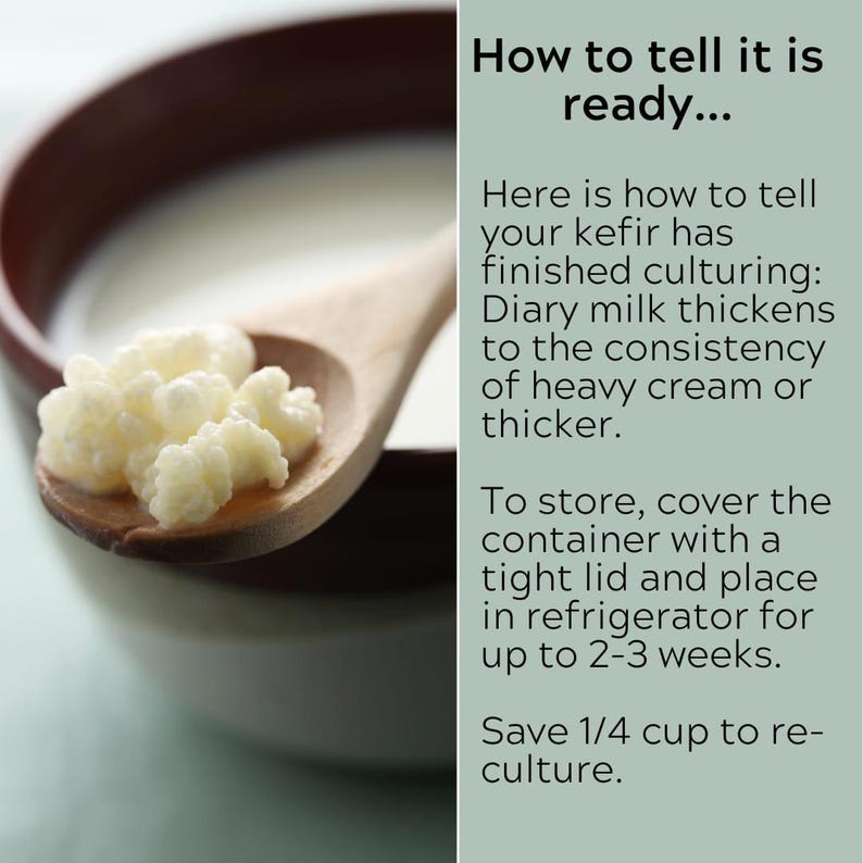 Granos de kéfir de leche orgánica: cultivo iniciador probiótico libanés vivo imagen 4