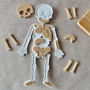 Human Body Jigsaw Puzzle for kids Print in place STL, Human Body Jigsaw Puzzle STL, Print in Place Anatomy Toy for Kids,Educational 3D Model