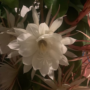 May include: Close-up of a white, night-blooming cereus flower in full bloom. The flower has multiple layers of delicate petals and a yellow center. The image also shows green leaves and reddish-brown stems.