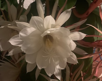 Two well rooted Queen of the Night Cereus (Epiphyllum oxypetalum) not just  a cutting. I Ship U.S.  I only.