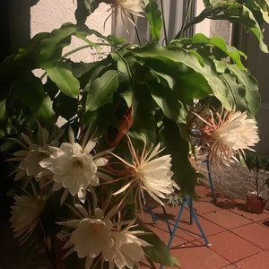 Queen of the Night (Epiphyllum) Night Blooming Cereus