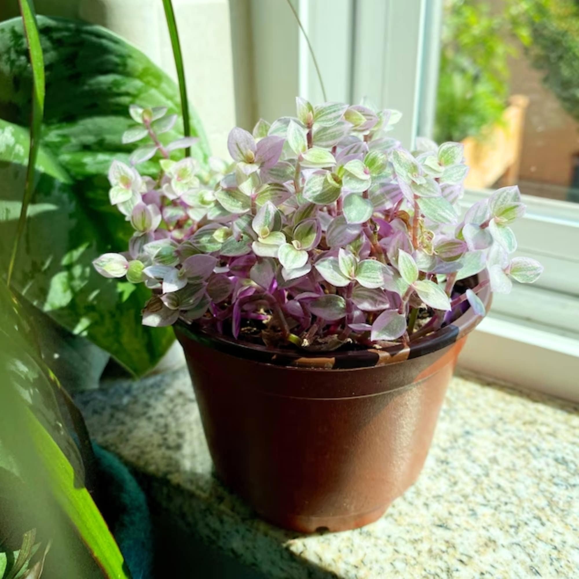 Callisia Repens Pink Panther Pink Lady Bolivian Jewel - Etsy