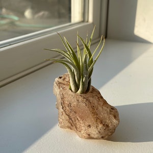 May include: A small air plant growing in a natural pink and brown crystal rock planter.