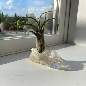 Peut inclure: Une petite plante aérienne aux feuilles vertes poussant sur un cristal de quartz clair sur une surface blanche.