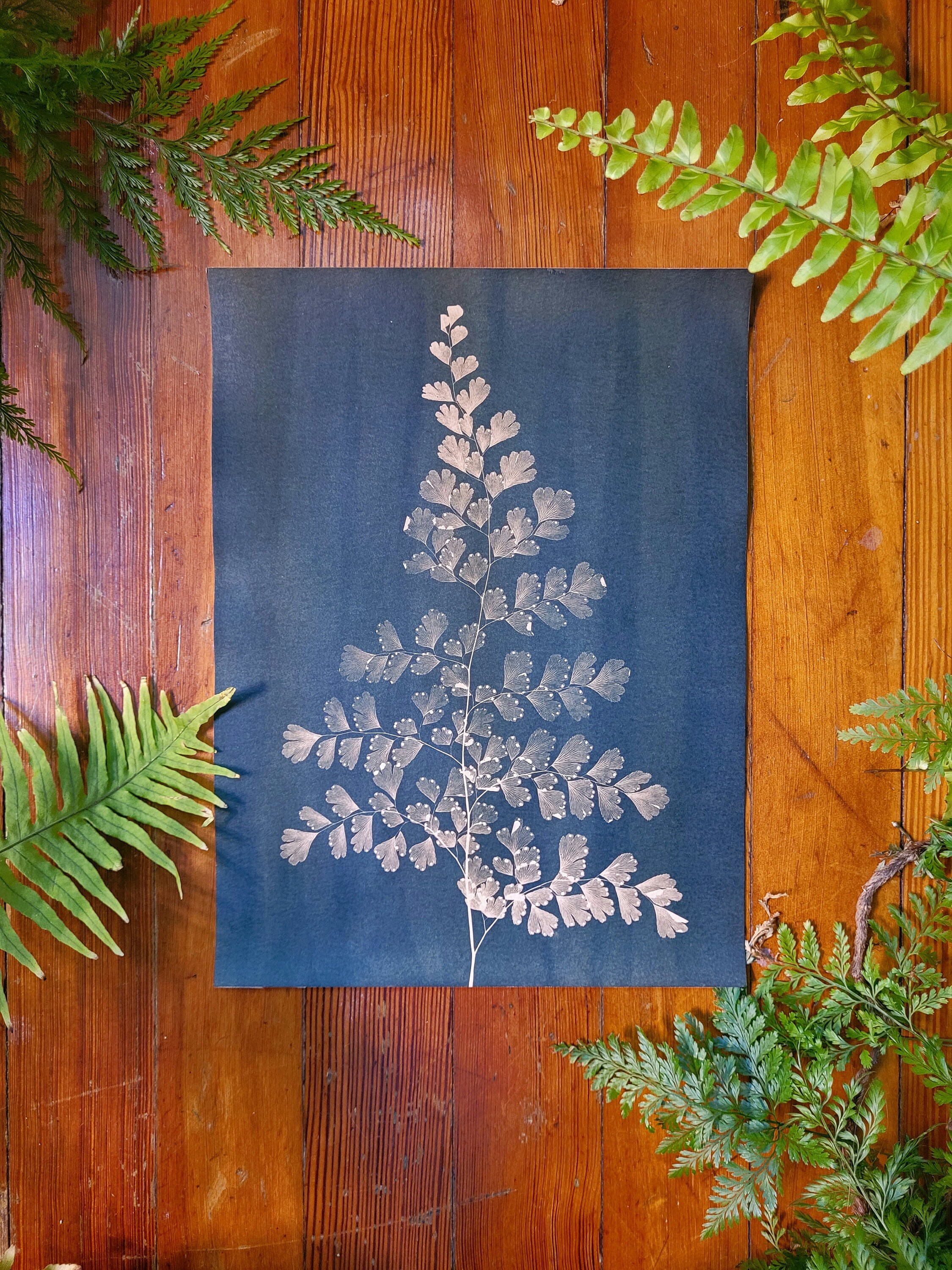 Maidenhair Fern Cyanotype Print 9x12 - Etsy