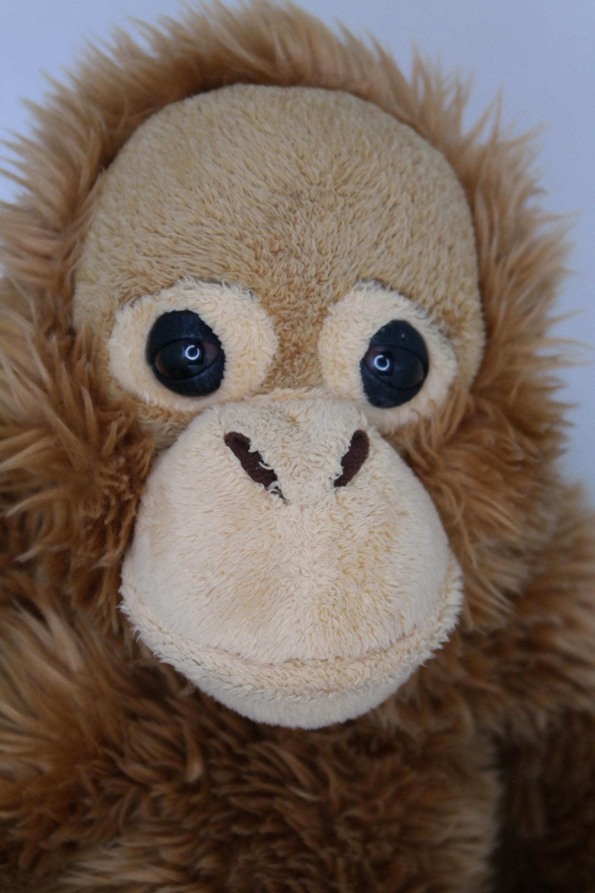 L'affascinante Mondo Delle Scimmie Scoiattolo: La Spiegazione Della - Foto 4