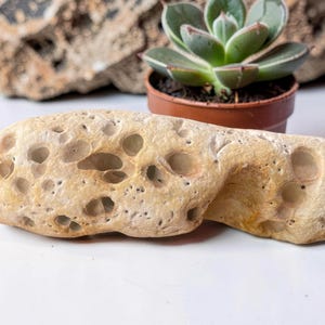 Puede incluir: Una roca porosa de color beige claro con numerosos agujeros, exhibida sobre una superficie blanca. Una pequeña planta suculenta en maceta con hojas verdes está en el fondo. La roca tiene una forma suave y redondeada.
