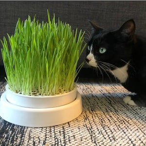 Puede incluir: Un gato blanco y negro mira una maceta blanca con hierba verde creciendo dentro. La maceta está sobre una alfombra de color gris y blanco con un patrón.
