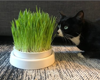 Peut inclure: Un chat noir et blanc regarde une jardinière blanche avec de l'herbe verte qui pousse à l'intérieur. La jardinière est posée sur un tapis à motifs gris et blancs.