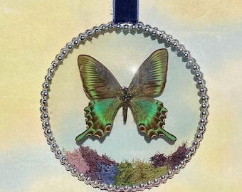Real Preserved Butterfly Papilio Maacki Spring Form Butterfly Wall Decor | Vintage Style Convex Glass Display, Gothic Curiosity Art Specimen