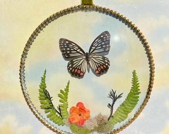 Real Preserved Red Ring Skirt Butterfly Wall Decor | Vintage Style Convex Glass Display, Gothic Curiosity Art, Natural History Specimen