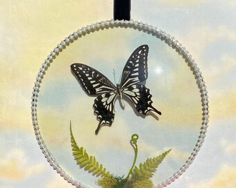 Real Preserved Butterfly Asian Swallowtail Butterfly Wall Decor | Vintage Style Convex Glass Display, Gothic Curiosity Art, Natural History