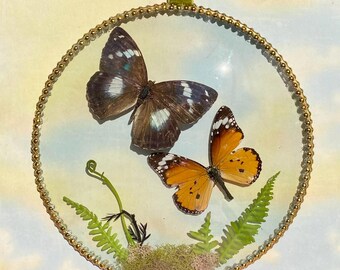 Real Preserved Schrenck's Emperor, Plain Tiger Butterfly Wall Decor Pair | Vintage Style Convex Glass Display, Gothic Curiously Art