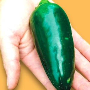Garden Seeds, Homestead’s Hot Sauce Jalapeño Pepper Seeds, JALAPEÑO Pepper Seeds 2pk, 10seeds/pk