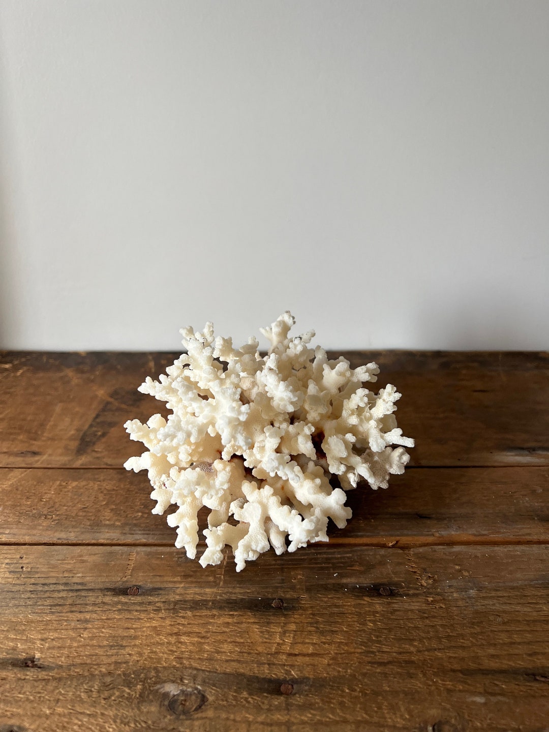 Picture of Natural Coral Decor, Home Decoration, Coffee Table Decor, White Coral ...