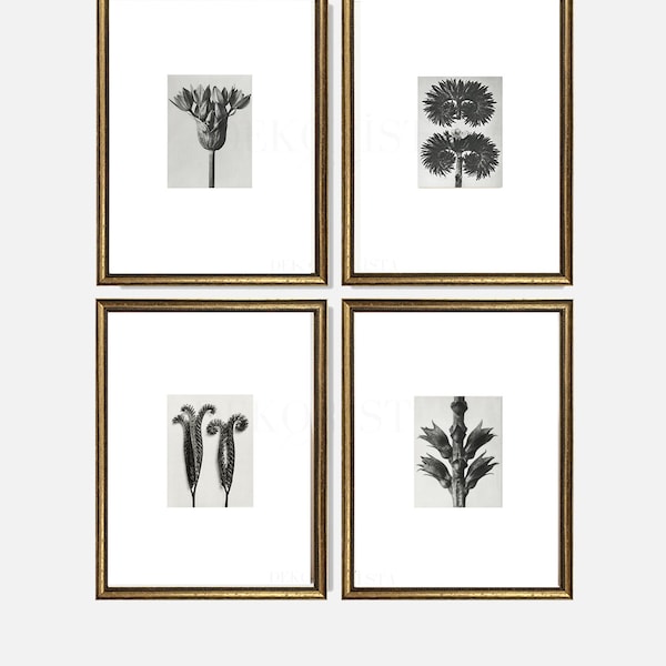 Vintage gallery wall set, Vintage gold framed wall art print, Vintage flower photograph, Luxury modern decor , Black and white flower print