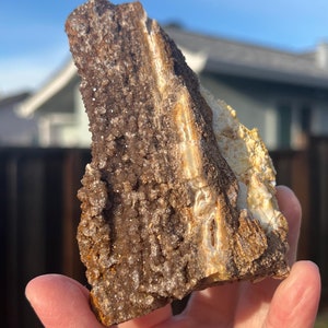Rare Druzy Petrified Wood from Indonesia, Petrified Wood, Petrified Wood with Druzy, Permineralized Wood Druzy Fossil Crystal Item #547