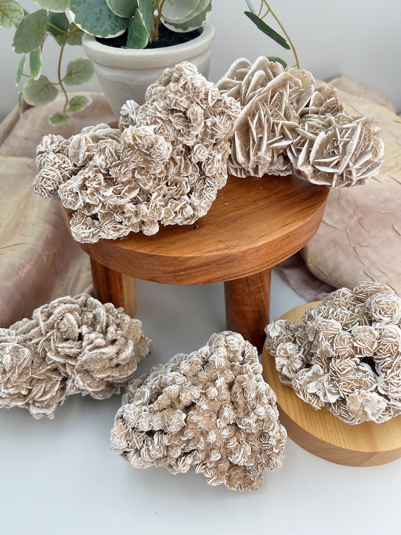 May include: Four rose quartz crystals, also known as desert rose, on a wooden stand. The crystals are a light beige color and have a rough, textured surface.