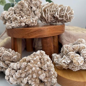 May include: Four rose quartz crystals, also known as desert rose, on wooden stands. The crystals are a light brown color with white accents and have a unique, layered, rose-like formation.
