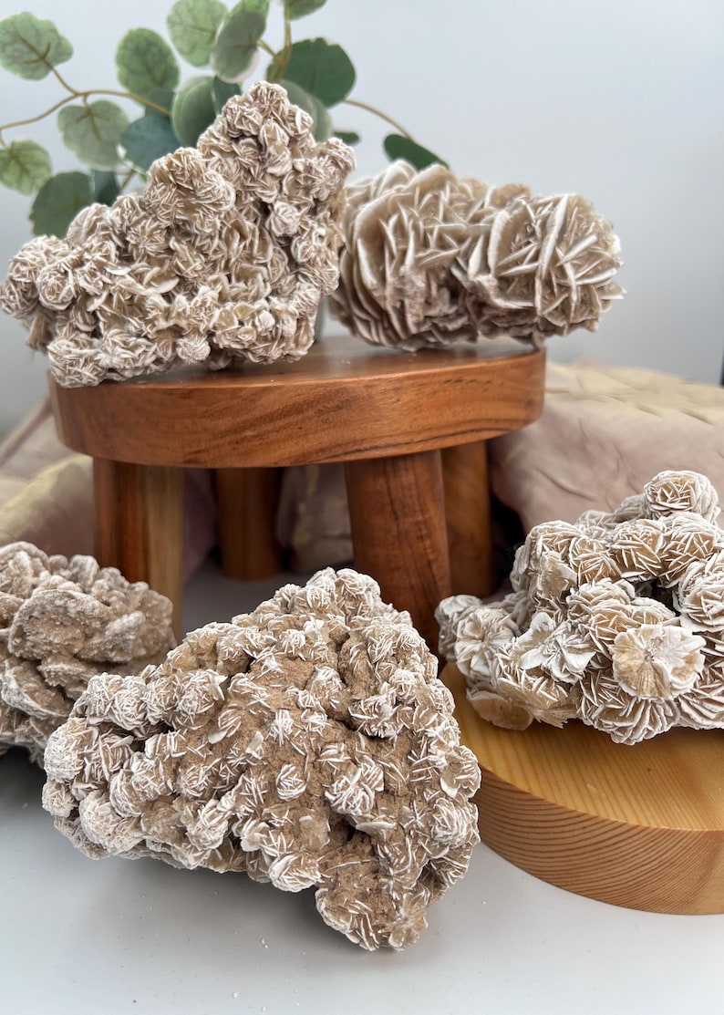 May include: Four rose quartz crystals, also known as desert rose, on wooden stands. The crystals are a light brown color with white accents and have a unique, layered, rose-like formation.