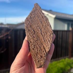Rare Druzy Petrified Wood from Indonesia, Petrified Wood, Petrified Wood with Druzy, Permineralized Wood Druzy Fossil Crystal Item #546
