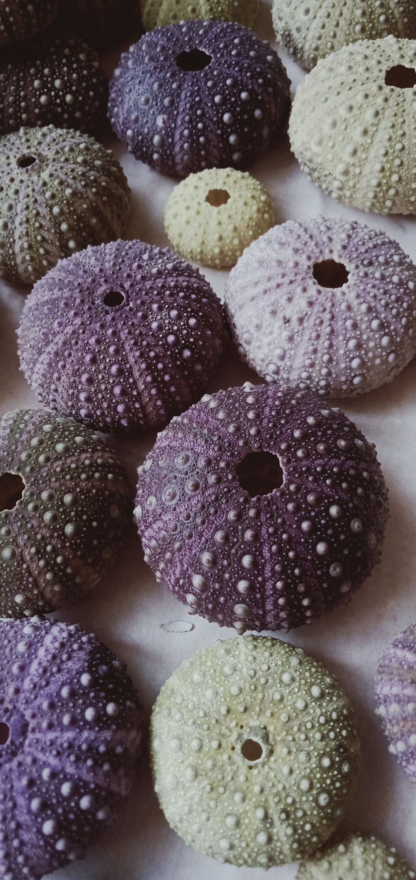 Natural Sea Urchin Shell - Etsy