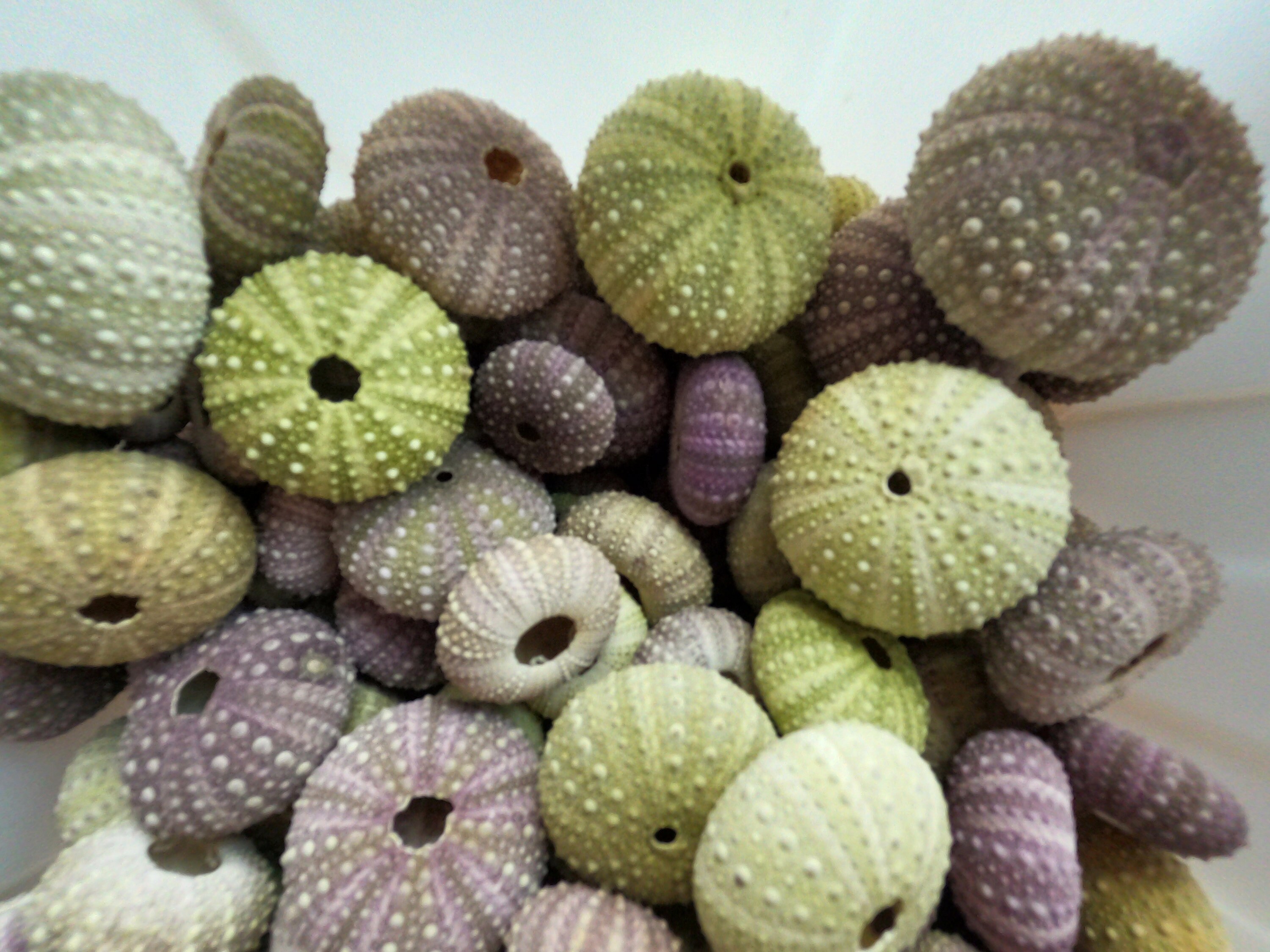 Natural Sea Urchin Shell - Etsy