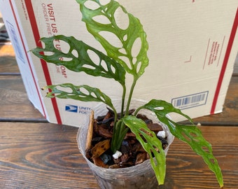 paraiso verde philodendron Philodendron Paraiso Verde (young plant)