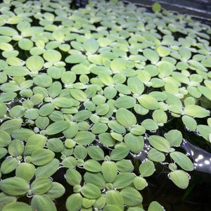 6-8pc Dwarf Water Lettuce floating live plant for aquariums 10 dollar shipping