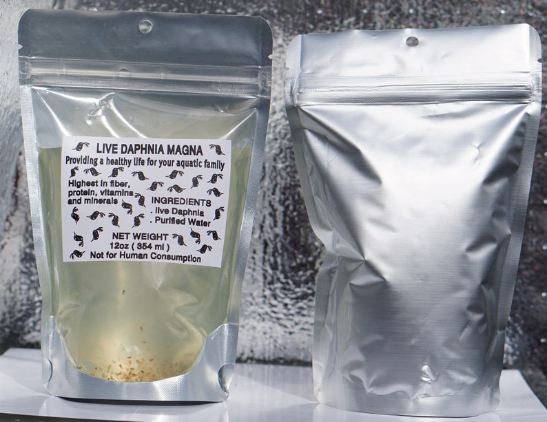 BUY 2 GET 1 FREE 125 Live Daphnia Magna Freshwater Fleas Tank Raise Cultures live Fish food image 2