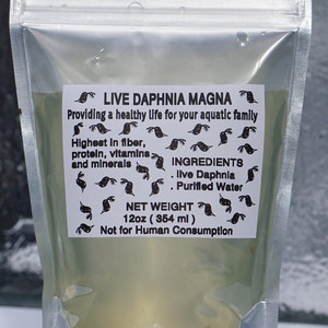 BUY 2 GET 1 FREE 125 Live Daphnia Magna Freshwater Fleas Tank Raise Cultures live Fish food image 1
