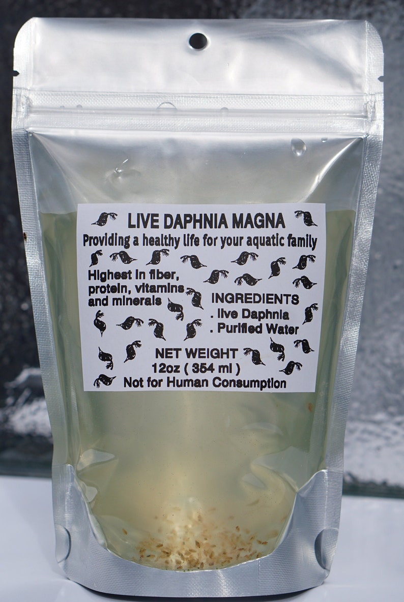 BUY 2 GET 1 FREE 125 Live Daphnia Magna Freshwater Fleas Tank Raise Cultures live Fish food image 1