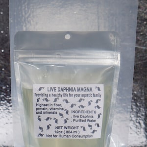 BUY 2 GET 1 FREE 125 Live Daphnia Magna Freshwater Fleas Tank Raise Cultures live Fish food image 3