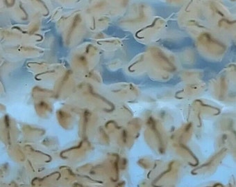 500+ Live Daphnia Magna Freshwater Fleas Tank Raise Cultures live Fish food FREE PRIORITY SHIPPING