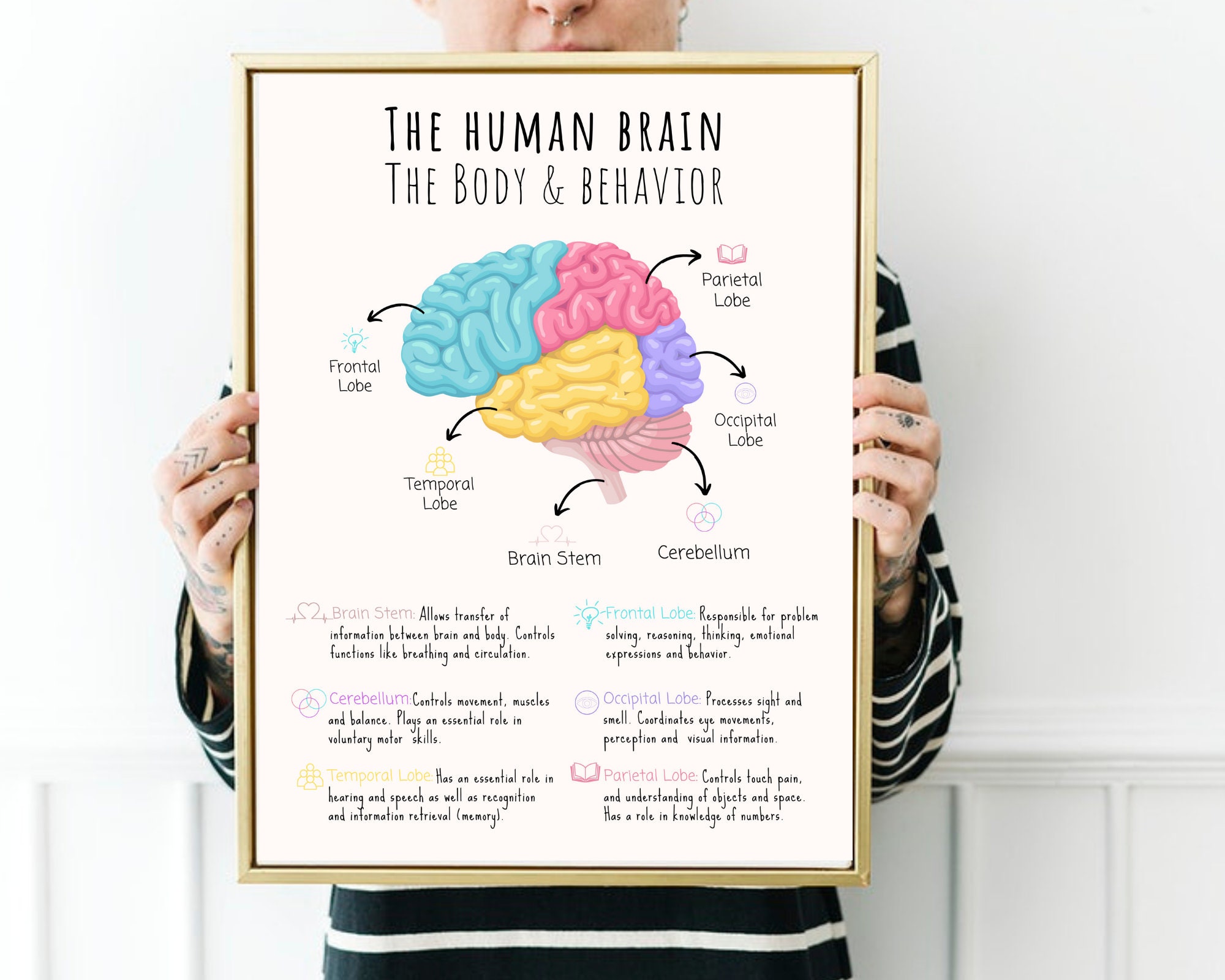 Human Brain Poster Brain Anatomy Poster Brain Psychology - Etsy