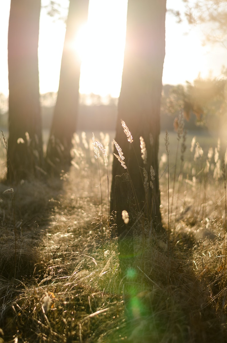 Photoshop Overlays, Lens Flare Photo Overlays Package, Sunlight Sunray Texture Background Filter Photos Effect PNG JPG Bundle Layer Editing image 8
