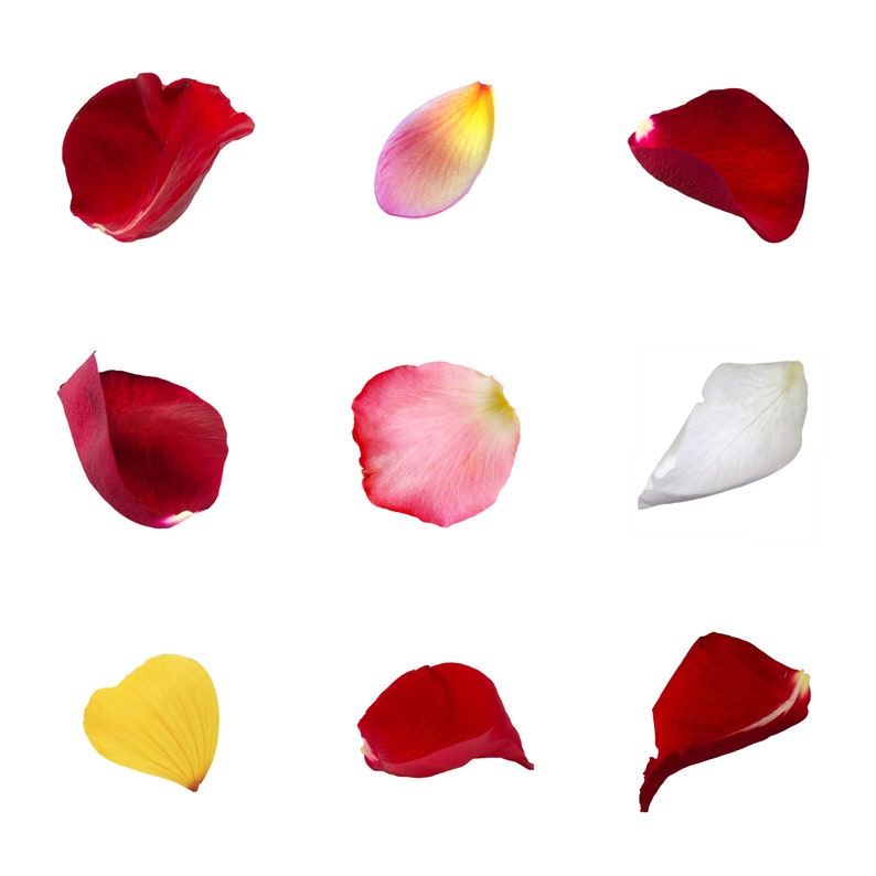 Photoshop Overlays, Rose Petals Photo Overlays Package, Flowers Plant ...