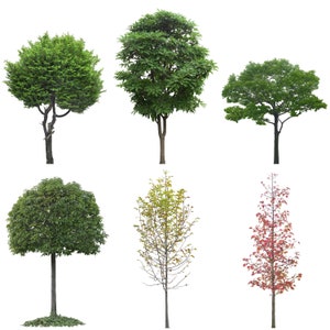 Superpositions Photoshop arbre, paquet de superpositions de photos, feuilles plante branches nature extérieur, effet de fond de texture réaliste PNG JPG image 4