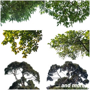 Tree Photoshop Overlays, Photo Overlays Package, Leaves Plant Branches Nature Outdoor, Realistic Texture Background Effect PNG JPG Bundle image 5