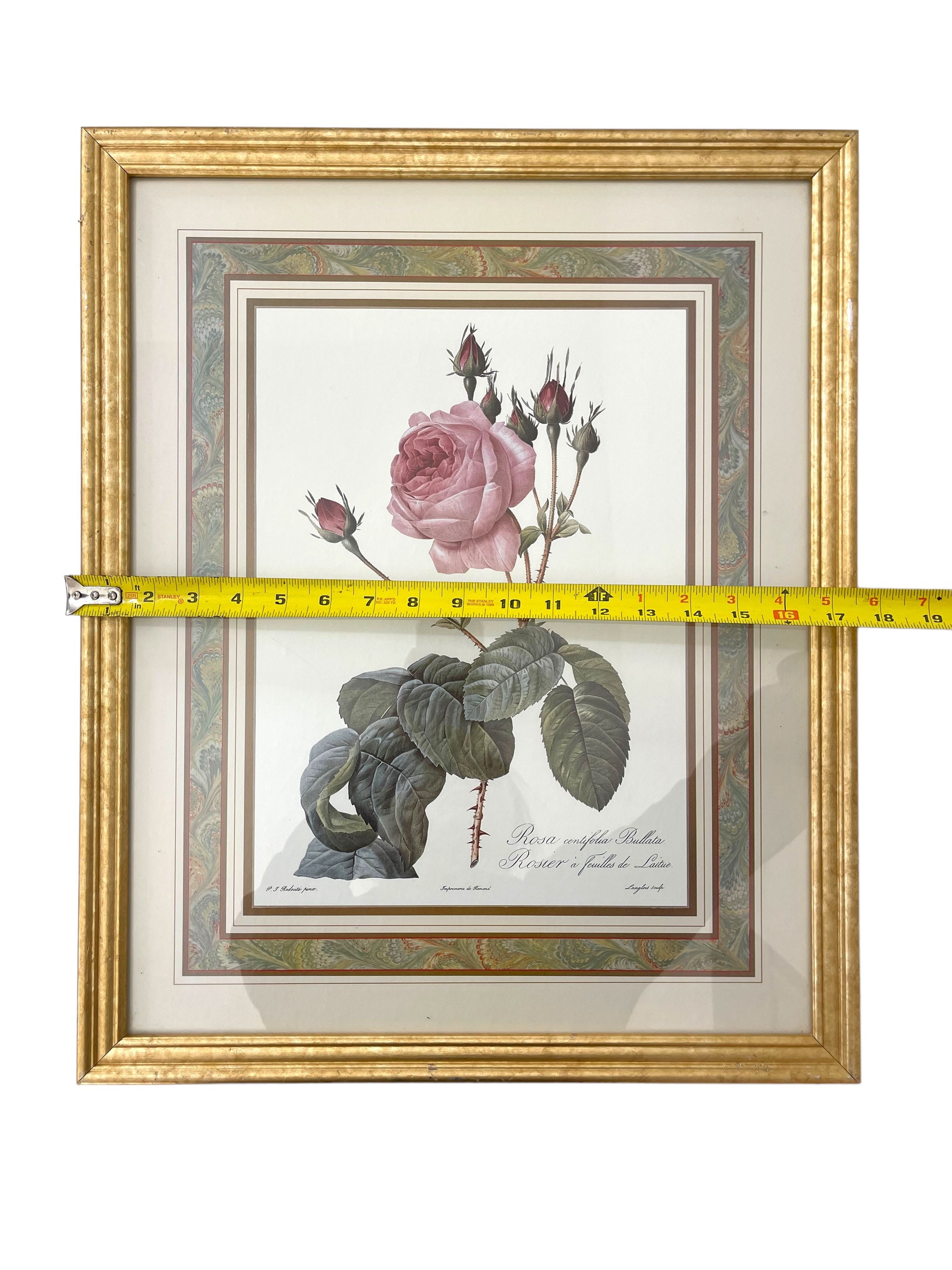 某メーカー Vintage Framed Vintage Rosa by Print Bullata Centifolia その他