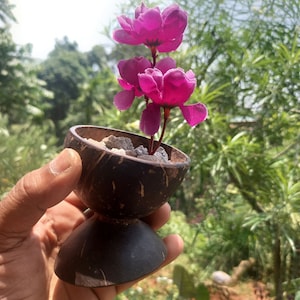 Vaso da fiori in guscio di cocco fatto a mano / Ecologico / Vaso / Vaso da interni / Decorazione per la casa / Sostenibile, regalo fai da te