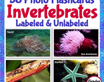 58 Tarjetas didácticas con fotografías de animales: Invertebrados