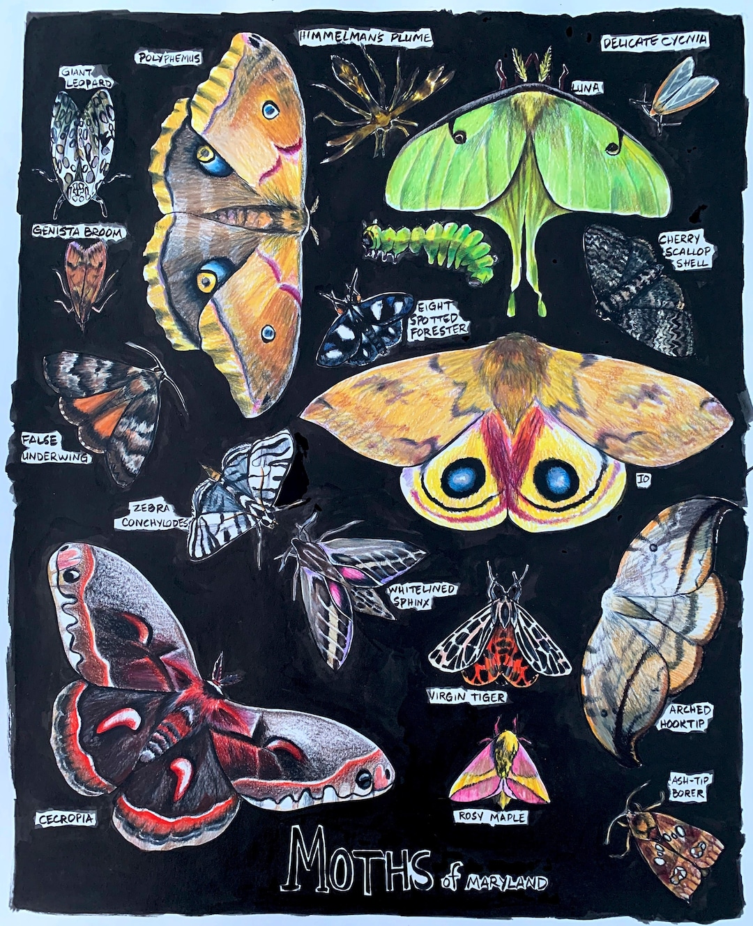 Moths of Maryland - Etsy