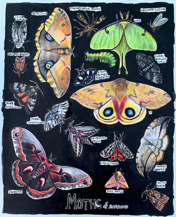 Moths of Maryland - Etsy