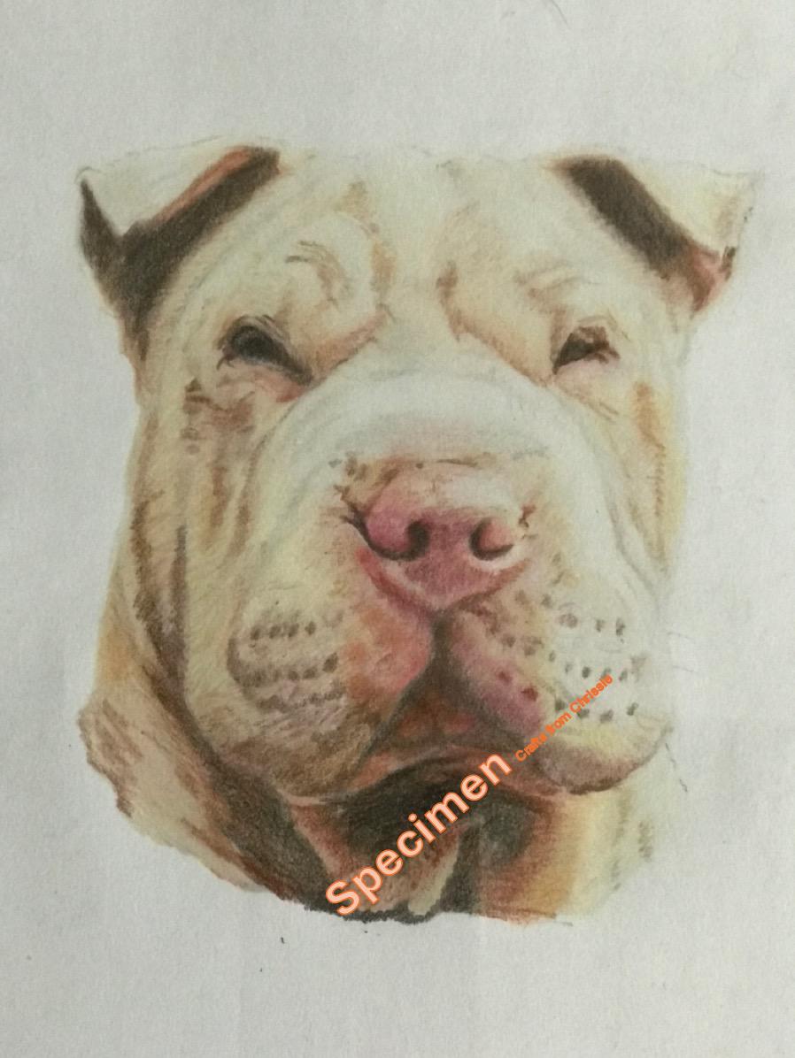Shar Pei Pencil Drawing Print: "Biggie" Portrait (A4 and A5 Digital Download)