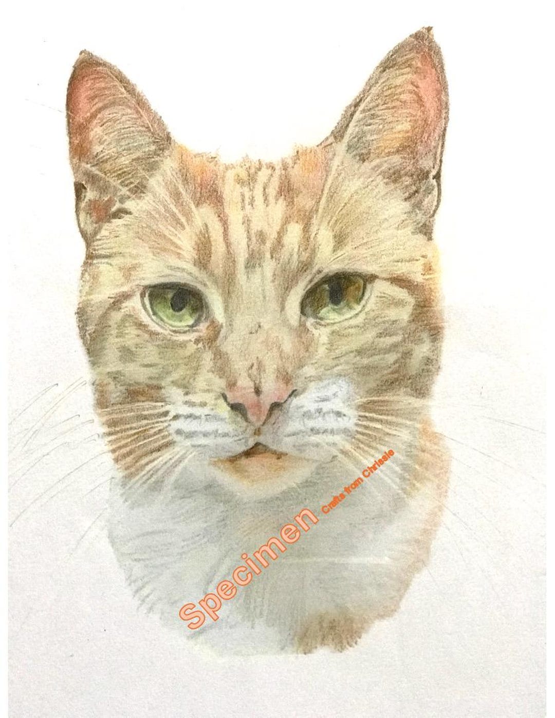 Ginger Tabby Cat Print of Pencil Drawing Simba. Instant Download ...