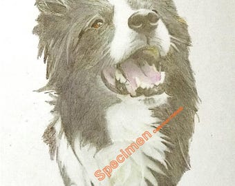 Welsh Border Collie Pencil Portrait Print - &quot;Bronwen&quot; (A4 and A5 Digital Download)