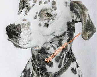 Dalmatian Pencil Drawing Print: &quot;Tinky&quot; Portrait (A4 and A5 Digital Download)