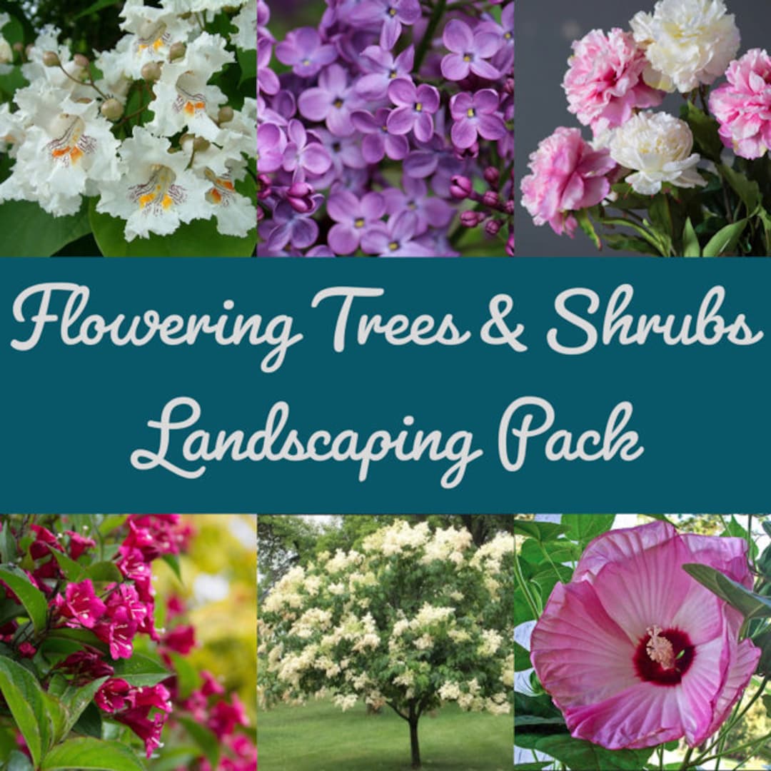 Flowering Tree and Shrub Seed Landscaping Bundle Six Pack Etsy
